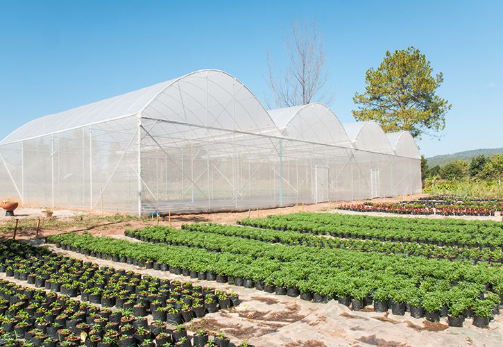 yotrak Greenhouse nursery plants iStock-177837263