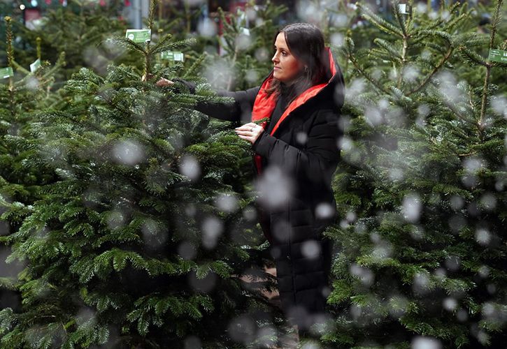 Dobbies Chloe and real trees