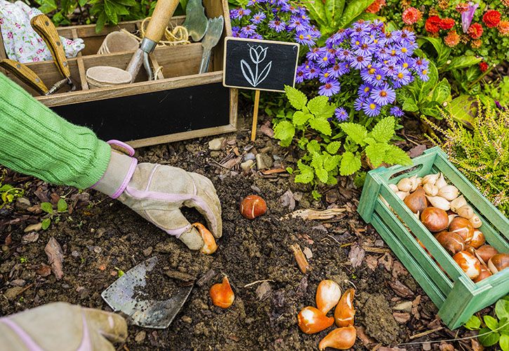 Planting gardening shutterstock_497726008