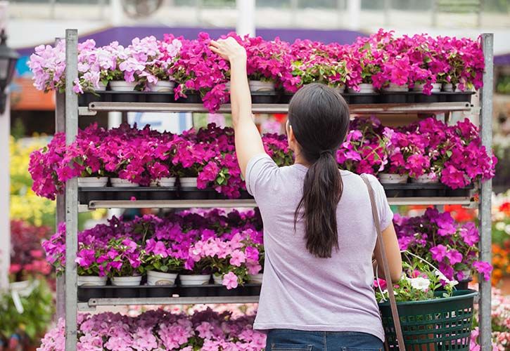 Female garden centre pink flowers shutterstock_124047661 725 x 500