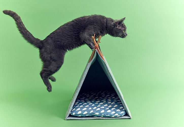 IKEA pet cat jumping