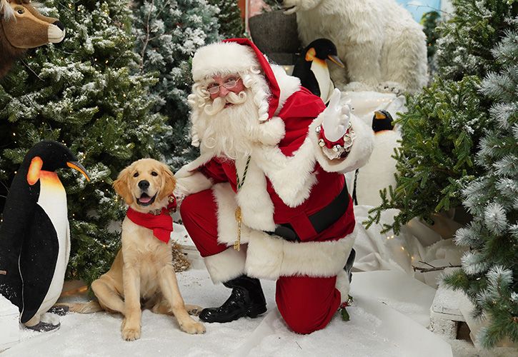 Stewart Attwood Photography - Dobbies - Santa Paws