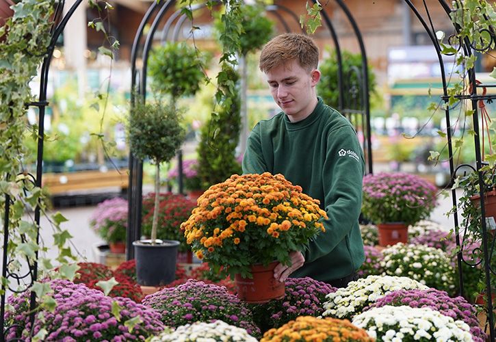 Dobbies Chrysanthemums (C) Stewart Attwood Photography