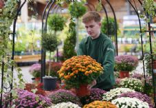 Dobbies Chrysanthemums (C) Stewart Attwood Photography