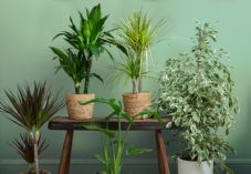 January Houseplants Dobbies