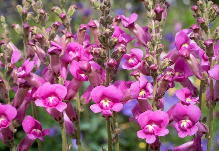 Antirrhinum ‘Pretty in Pink’ - Wyevale Nurseries 725 x 500