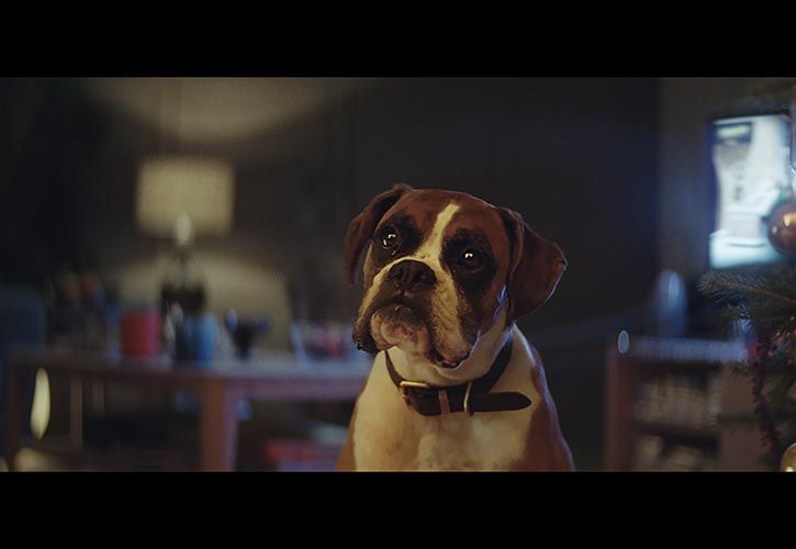 Buster The Boxer - John Lewis Christmas Ad 725 x 500