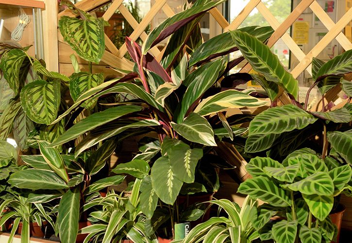 GCA Sept BoT - Houseplants 725 x 500.jpg