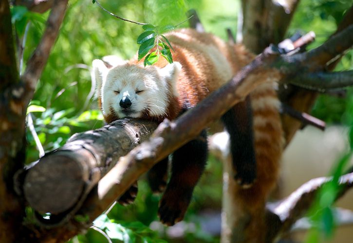 Red Panda