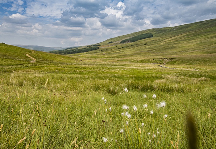 /live/news/wysiwyg/Snaizeholme habitat Jill Jennings WTML 700.jpg