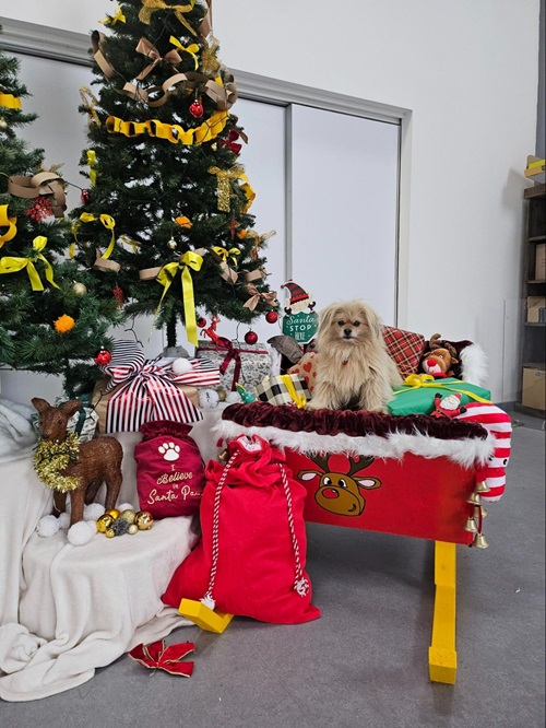 /live/news/wysiwyg/Wickes Dogs Trust Cardif December 2023.jpg